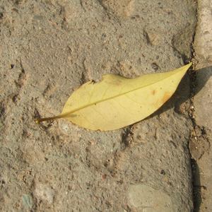 旅馆嫖熟农村女人
